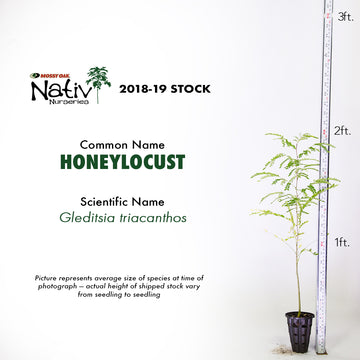 Image of Honey locust showcasing 2 feet of height.